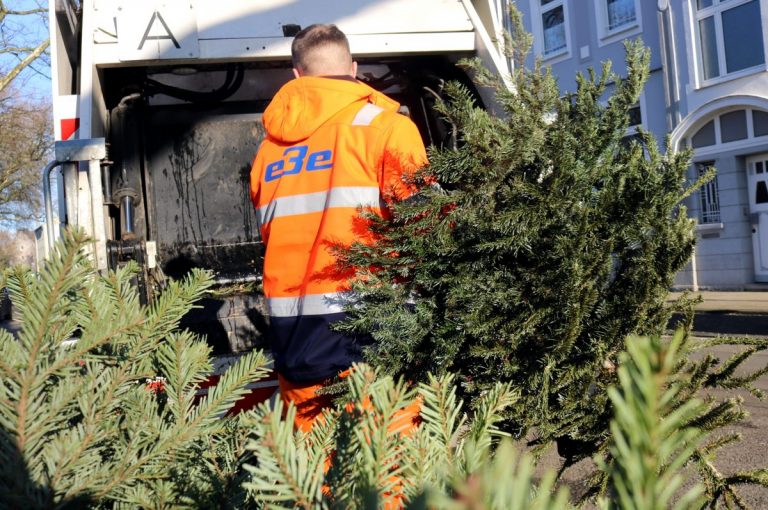 EBE holen Anfang Januar wieder Weihnachtsbäume ab